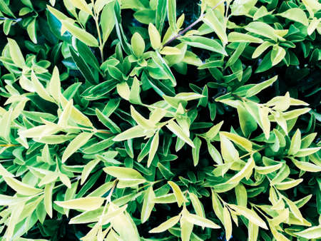 Leaves greenery background.の写真素材