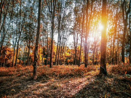 Rubber forest in autumn.の写真素材