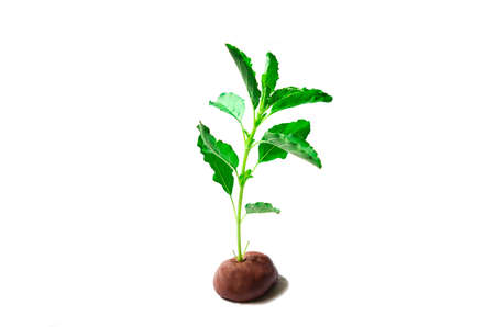 Creative basil leaves lace on plasticine and Isolated on white background with clipping path.