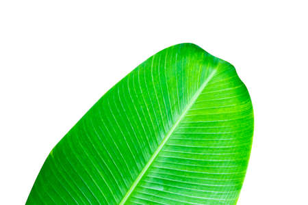 Banana leaf isolated on white background.Texture and wallpaper.の写真素材
