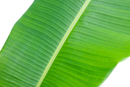 Banana leaf isolated on white background.Texture and wallpaper.の写真素材