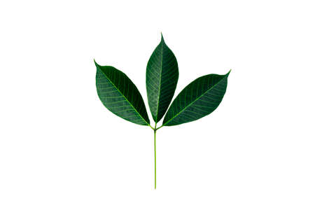 Leaves of the rubber tree isolated on white background.の写真素材