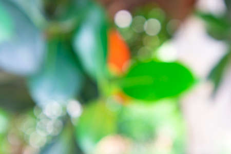 Abstract green nature bokeh background and wallpaper.の写真素材