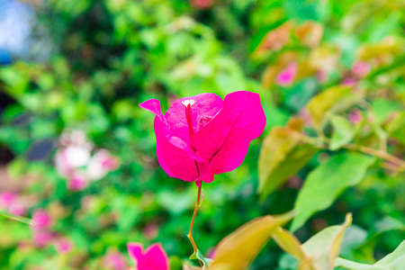 Beautiful pink bougainvillea flower in summer.の写真素材