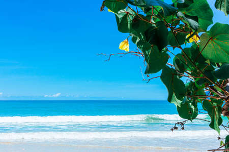 Tropical bright sky and blue sea with green leaves.の写真素材