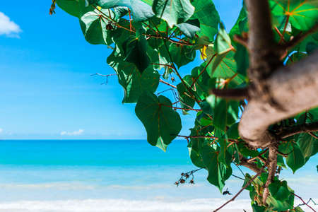 Tropical green leaves on the beach with bright sky and sea.の写真素材