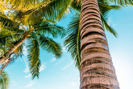 Coconut trees at the sea with blue sky and sunlight in the afternoon at Patong Beach, Phuket,Thailandの写真素材