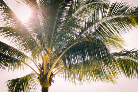 Coconut trees at the sea with blue sky and sunlight in the afternoon at Patong Beach, Phuket,Thailandの写真素材