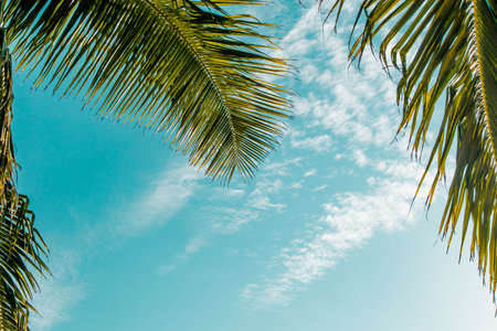 Coconut trees at the sea with blue sky and sunlight in the afternoon at Patong Beach, Phuket,Thailandの写真素材