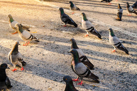 Pigeons stand on the road and are waiting for people to bring food to them in a public park in Phuket, Thailand.の写真素材