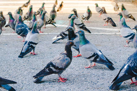 Pigeons stand on the road and are waiting for people to bring food to them in a public park in Phuket, Thailand.の写真素材