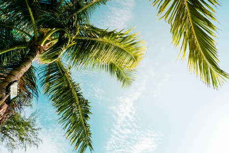 Coconut leaves and sunlight in the afternoon at Patong Beach, Phuket, Thailandの写真素材