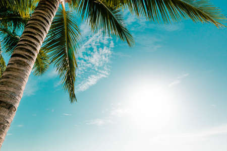 Coconut leaves and sunlight in the afternoon at Patong Beach, Phuket, Thailandの写真素材