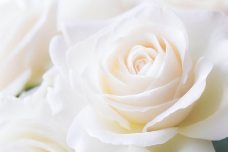 Macro shot of clean white roses blooming softly, peacefully, and vibrantly. Nature's background image conveys pure and romantic love.の素材