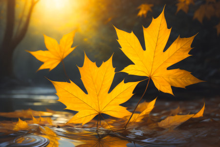 Maple leaves fall on surface of streams in forest with morning sunlight in autumn. Leaf background in nature.の素材