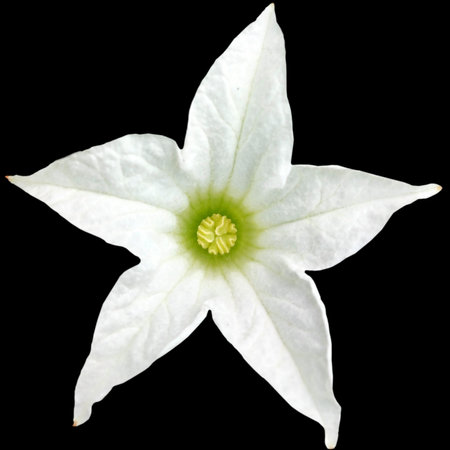 Tropical white Ivy Gourd or Scarlet Gourd flower isolated on black background with clipping path. Top view of floral and plant object elements from nature for design in spring season.の写真素材