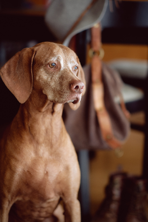 Vizsla dog looking out the windowの写真素材