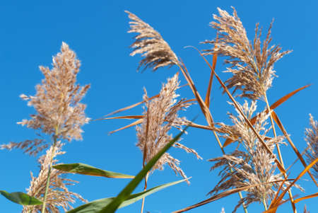 Reed
