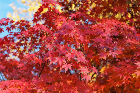 Red foliage of Acer Palmatum, commonly known as Japanese Maple