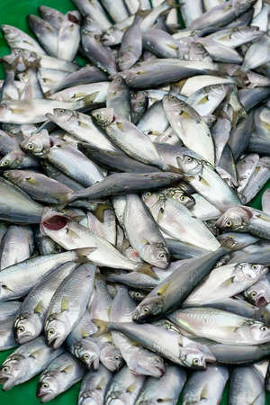 Fresh fish on ice on the marketの写真素材