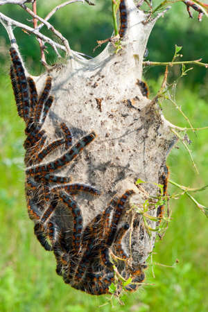 Tent Caterpillars