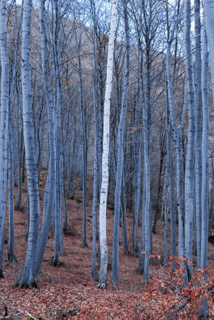 Beautiful landscape image of forest covered in Autumn Fall color contrasting green and orange, brown and goldの写真素材