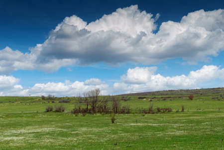 Green Grass Field Landscapeの写真素材