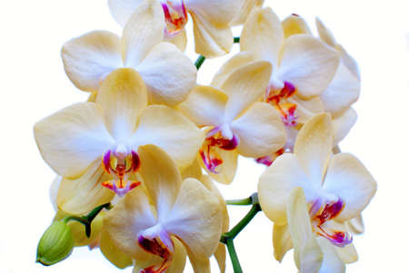 Orchidの写真素材