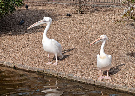 Two white pelicans in the spring parkの写真素材