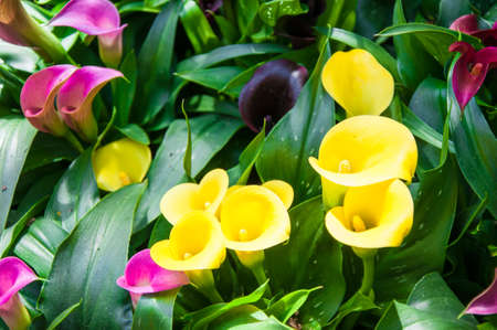 KEUKENHOF GARDEN NETHERLANDS. Keukenhof is the world's largest flower garden. Keukenhof Garden Lisse Netherlands の写真素材