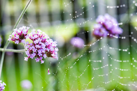 Closeup of tiny pink verbena flowers and spider webの写真素材