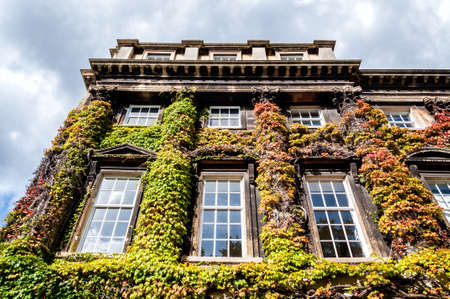 Green plants cover over a building in Bath, UK.の写真素材