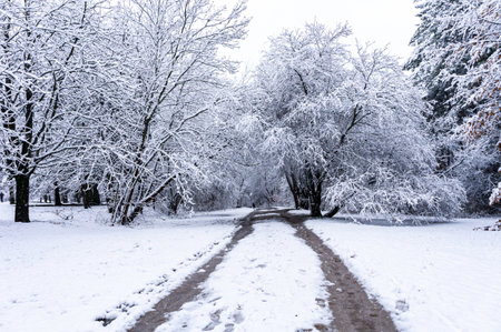 Alley in the park in winterの写真素材