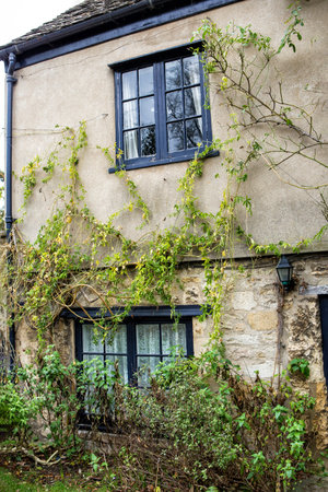 Old house with climbing plantsの写真素材