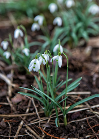 Snowdrops (Galanthus nivalis) flowers. Snowdrops are the first flowers of spring. We can see them when the snow starts to melt.の写真素材