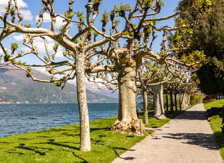 The Gardens of Villa Melzi dâEril, on Lake Como at Bellagio, Italyの写真素材