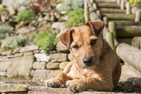 Close up image of a pet dog enjoying the sunshine in the garden. She is looking at the cameraの写真素材
