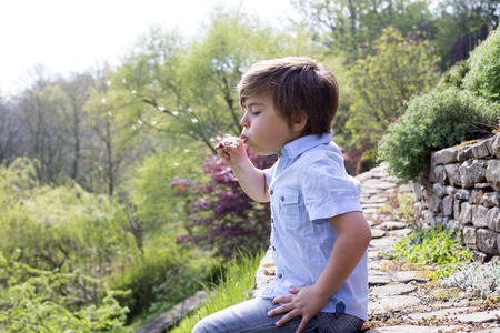 Little boy is sitting on a stone wall in the countryside . He is holding a dandelion and is blowing the seeds away.の写真素材