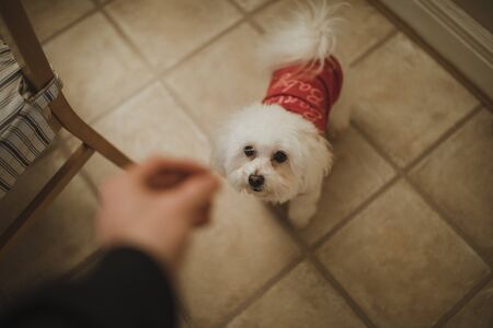 Point of view shot of a pet dog being fed a treat at christmas. 