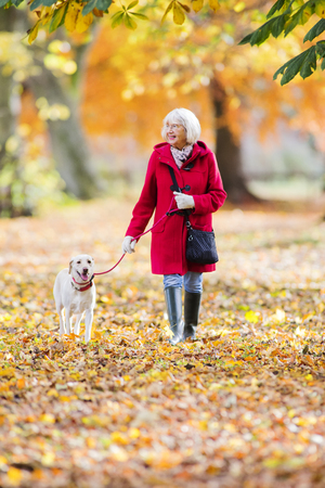 Senior woman is enjoying an autumn walk with her pet dog.の写真素材