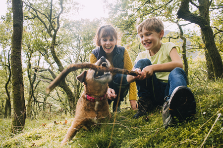 Little boy and his grandmother are playing with their pet dog in the woods with a stick.の写真素材