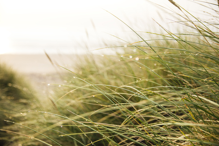 Long grass on the sand dunes is blowing in the wind.の写真素材
