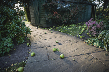 A low-down perspective shot of a curved garden footpath, fallen green apples can be seen scattered...