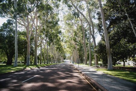 Public road in Perth, Australia lined with trees.の写真素材