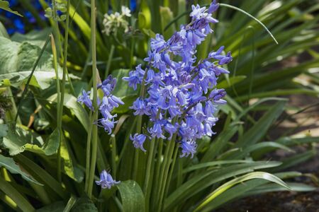 A close-up shot of bluebells in nature during springtime.