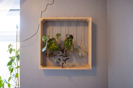 A front-view shot of house plants on a wooden shelf in a home.の写真素材