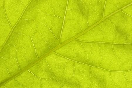 Close-up of light green leaf.