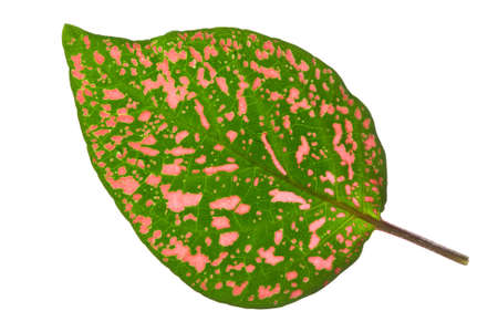 Close-up of  green-red leaf. Abstract background.の写真素材