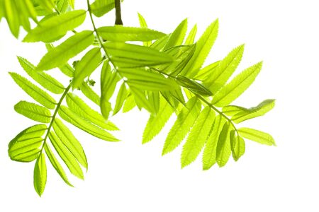 Fresh mountain ash leaves in forest. Selective focus. Close up.