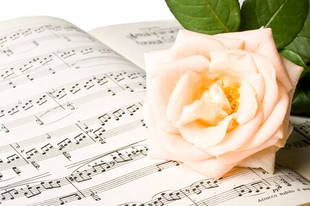 The rose laying on a musical notes on a white backgroundの写真素材